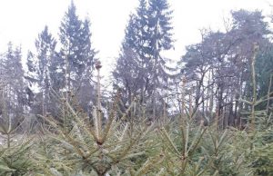 купити ялинку в жовкві