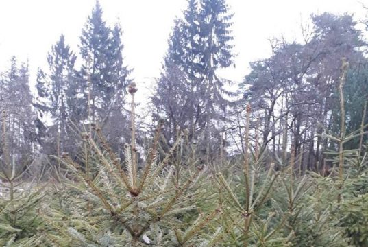 купити ялинку в жовкві