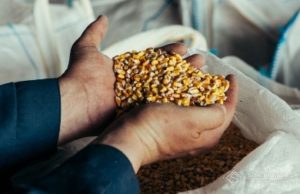 Борьба с воротниковыми вредителями