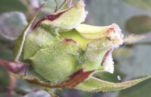 Уход за розами зимой