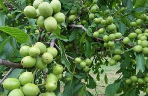 Саженцы грецкого ореха — как садить, где покупать