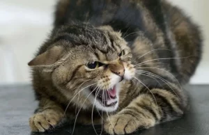 Торік у Львівській області зафіксували 120 випадків захворювання сказом тварин