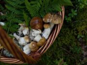 На Дрогобиччині знайшли 87-річного грибника