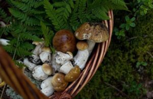 На Дрогобиччині знайшли 87-річного грибника