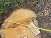 Підприємця на Львівщині підозрюють у незаконній порубці на 130 тис гривень