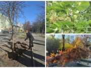 У Львівській громаді триває осіння висадка дерев