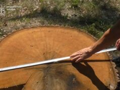 Шептицька прокуратура виявила незаконну вирубку дерев