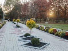 У Новояворівську висадили дерева на Алеї пам’яті Героїв