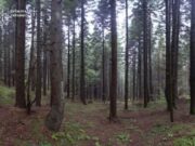 Суд зобов’язав охороняти праліси на Львівщині