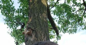 Віктор Ляшенко