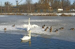 Лебеді на Левандівському озері залишаються на зиму