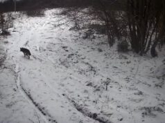 Камери на кордоні фіксують диких тварин у Карпатах