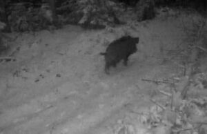 Зубри на Львівщині стали героями прикордонних камер