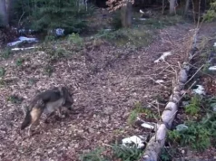 На ділянках Карпатського загону зафіксували нових мешканців лісу