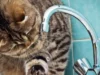 У Шептицькому 10 червня відключать воду на кількох вулицях У Шептицькому 10 червня відключать воду на кількох вулицях