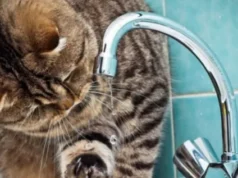 У Шептицькому 10 червня відключать воду на кількох вулицях У Шептицькому 10 червня відключать воду на кількох вулицях