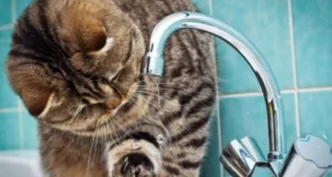 У Шептицькому 10 червня відключать воду на кількох вулицях