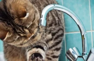 У Шептицькому 10 червня відключать воду на кількох вулицях У Шептицькому 10 червня відключать воду на кількох вулицях
