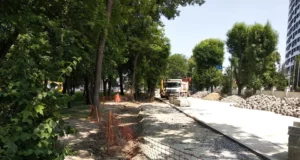 У Франківському районі Львова зріжуть дерева через ремонт мереж