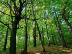 У Львівській громаді створили заказник «Хомичеві пагорби» площею 55 га У Львівській громаді створили заказник «Хомичеві пагорби» площею 55 га