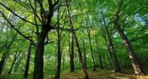 У Львівській громаді створили заказник «Хомичеві пагорби» площею 55 га