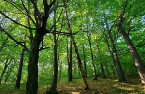 У Львівській громаді створили заказник «Хомичеві пагорби» площею 55 га