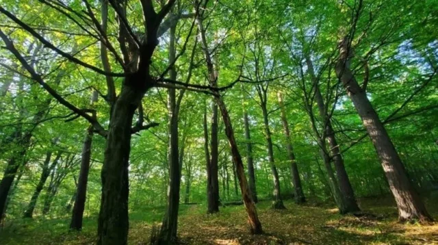 image У Львівській громаді створили заказник «Хомичеві пагорби» площею 55 га