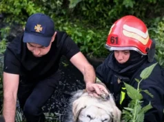 У Винниках рятувальники витягнули собаку з триметрової канави У Винниках рятувальники витягнули собаку з триметрової канави