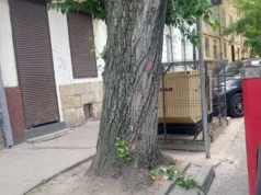 На вул. Б. Хмельницького у Львові тимчасово перекриють рух через зрізання аварійних тополь На вул.
