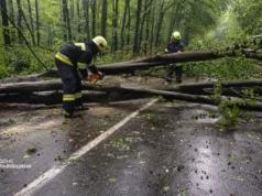 На Львівщині рятувальники прибирають повалені через негоду дерева