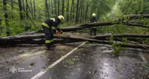 На Львівщині рятувальники прибирають повалені через негоду дерева