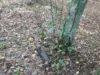 У Львові знищили артснаряд і гранату часів Другої світової війни У Львові знищили артснаряд і гранату часів Другої світової війни