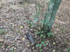 У Львові знищили артснаряд і гранату часів Другої світової війни У Львові знищили артснаряд і гранату часів Другої світової війни