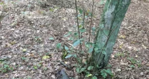У Львові знищили артснаряд і гранату часів Другої світової війни
