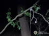 На Львівщині судитимуть чоловіка, який задушив собаку на дереві