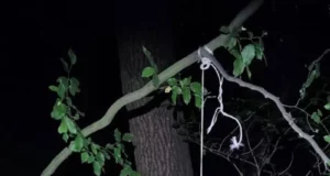 На Львівщині судитимуть чоловіка, який задушив собаку на дереві