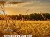 На Львівщині 16–17 серпня оголошено надзвичайну пожежну небезпеку