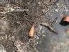 (Українська) У селі Магерів у обмілілому озері знайшли мінометні міни часів Другої світової У селі Магерів у обмілілому озері знайшли мінометні міни часів Другої світової