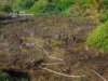 (Українська) На Львівщині за добу ліквідували 19 пожеж в екосистемах На Львівщині за добу ліквідували 19 пожеж в екосистемах