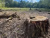 На Львівщині судитимуть двох експосадовців лісництва за незаконну вирубку понад 1100 дерев На Львівщині судитимуть двох експосадовців лісництва за незаконну вирубку понад 1100 дерев