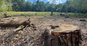 На Львівщині судитимуть двох експосадовців лісництва за незаконну вирубку понад 1100 дерев