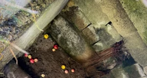 На Львівщині рятувальники витягнули з пастки козулю біля газорозподільного пункту