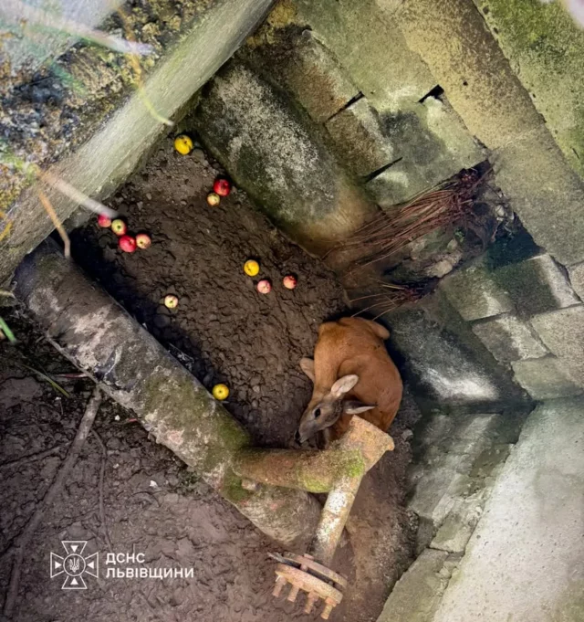 image На Львівщині рятувальники витягнули з пастки козулю біля газорозподільного пункту