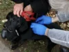 У Гряді безкоштовно від сказу щепили близько 90 домашніх тварин