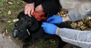 У Гряді безкоштовно від сказу щепили близько 90 домашніх тварин