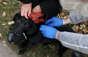 У Гряді безкоштовно від сказу щепили близько 90 домашніх тварин