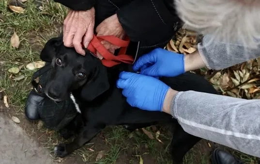 У Гряді безкоштовно від сказу щепили близько 90 домашніх тварин