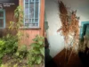 На Львівщині судитимуть двох чоловіків за постачання метадону в колонію На Львівщині судитимуть двох чоловіків за постачання метадону в колонію