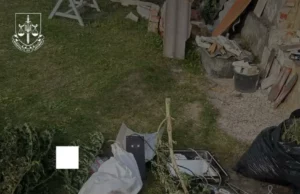 На Львівщині викрили групу, що вирощувала коноплі на мільйони гривень