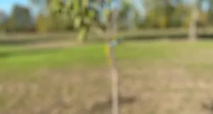 В Острові відкрили Алею пам’яті випускників‑захисників України